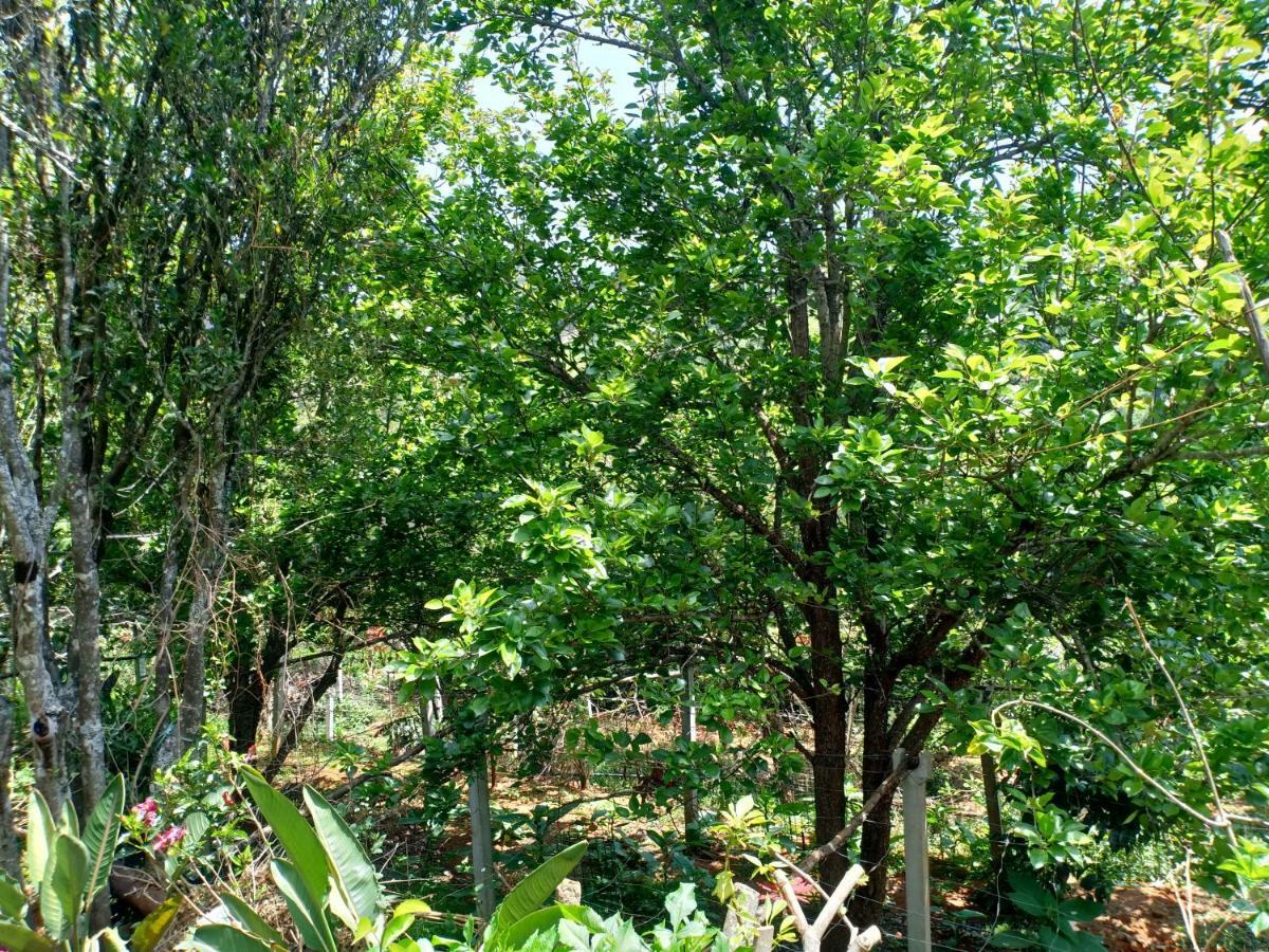 Pear Tree Inn Villa Kotagiri Eksteriør bilde