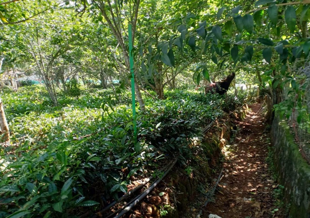 Pear Tree Inn Villa Kotagiri Eksteriør bilde